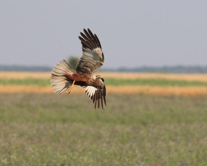 Busard des roseaux - 3-V. Claes