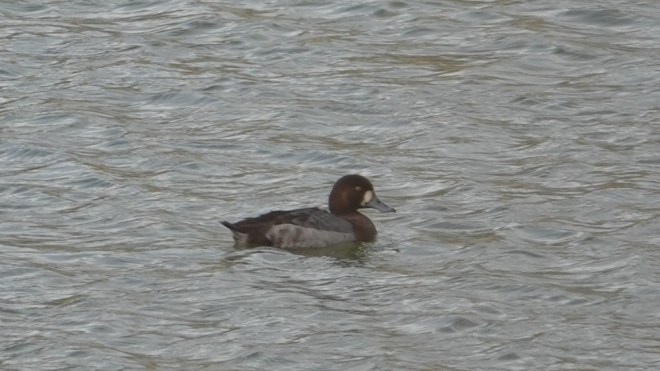 Fuligule milouinan - Bruno Nef - Décanteurs de Genappe