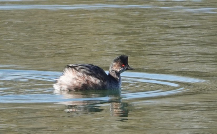 A vos jumelles : le 4 mars&nbsp;2022