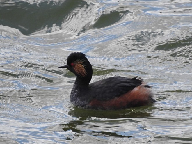 Grèbe à cou noir - B. Schretter - Décanteurs de Genappe