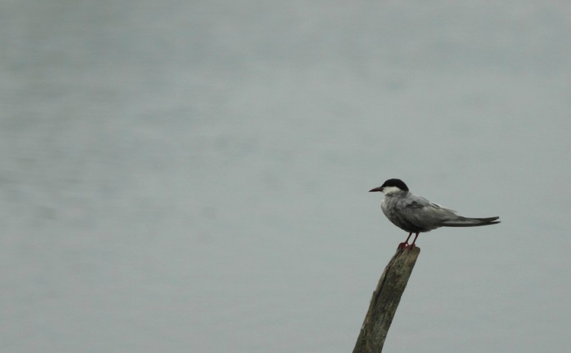 Chroniques du printemps&nbsp;2021