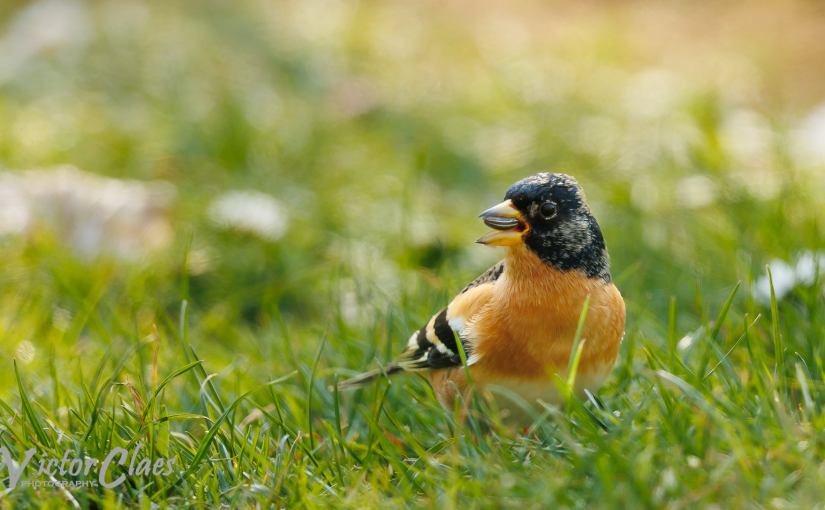 A vos jumelles : le 20 mars&nbsp;2022