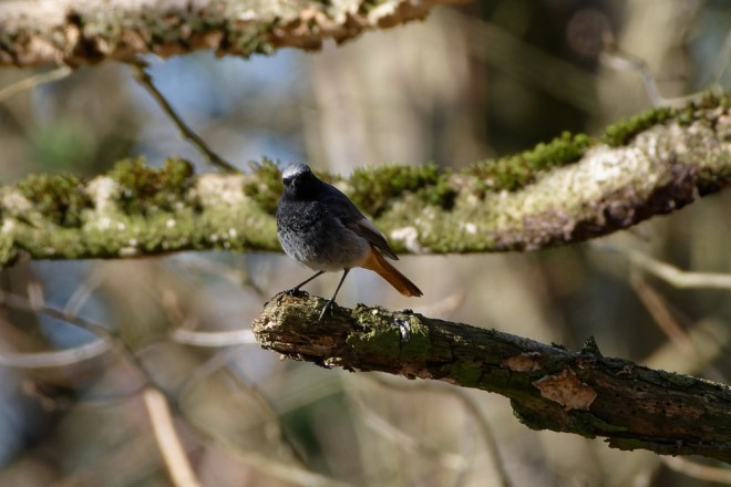 Rougequeue noir - Romain Louviaux - Nil-Saint-Vincent-Saint-Martin