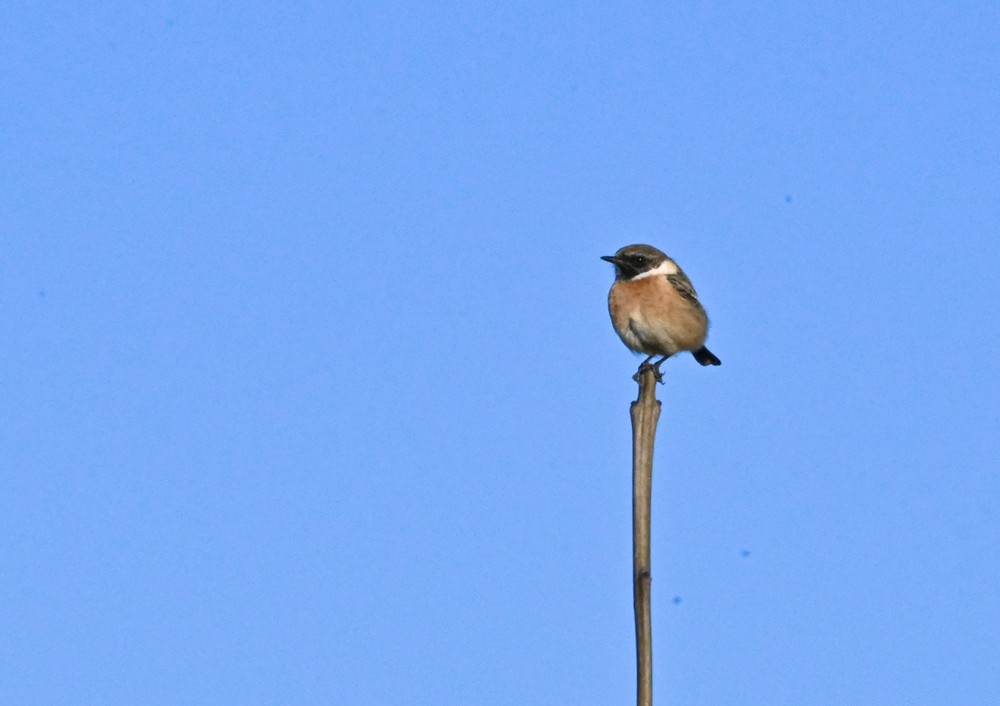 Tarier pâtre - Jeremie Van Brussel - Walhain