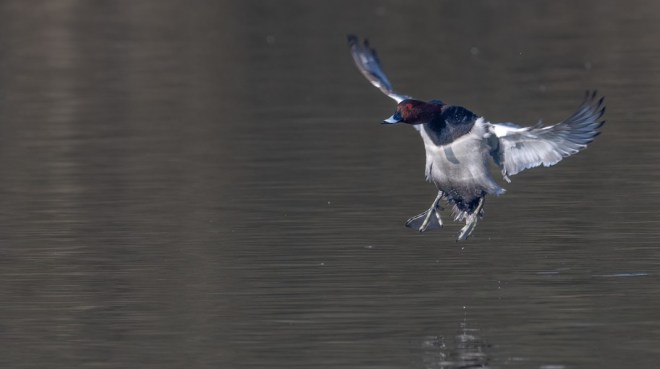 Fuligule milouin - Luc Claes - Etang de Pécrot