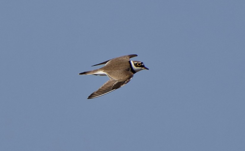 A vos jumelles : 3 avril&nbsp;2022