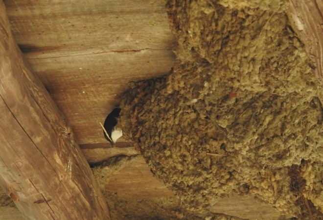 Hirondelle de fenêtre - Bernard Schretter - Diont-le-Mont