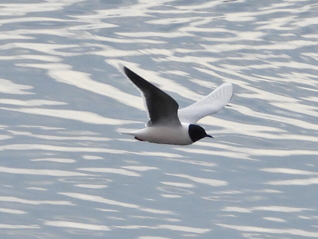 Mouette pygmée - Philippe Jacob - Décanteurs de Genappe