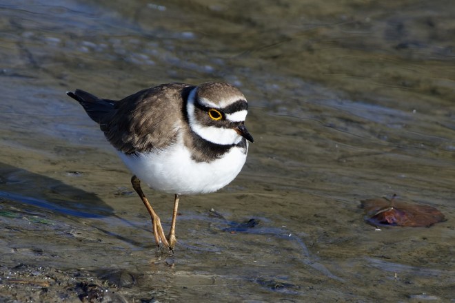 Pluvier petit-gravelot - Romain Louviaux - lac de Louvain-la-Neuve