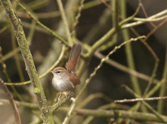 Fiche  24 :  La Bouscarle de&nbsp;Cetti