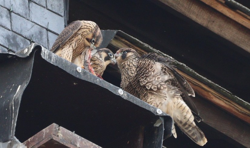 A vos jumelles : le 6 juin&nbsp;2022