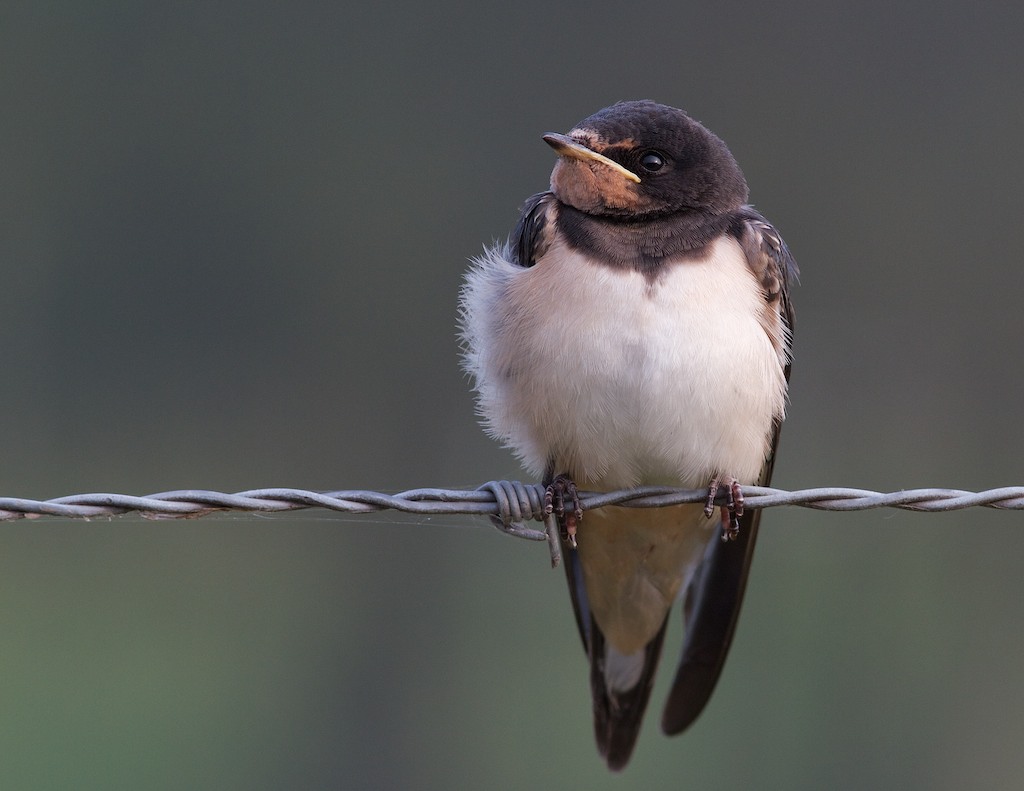 marilles-hirondelle rustique