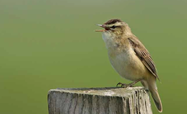 Les fauvettes aquatiques :&nbsp;Généralités