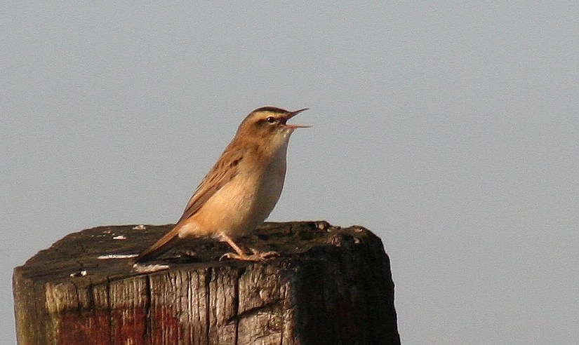 Fiche  22 :  Le Phragmite des&nbsp;joncs