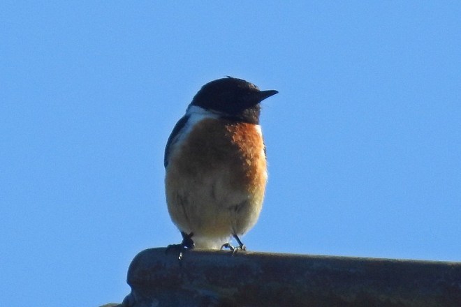 Tarier pâtre - Bernard Schretter - Les Grands Prés