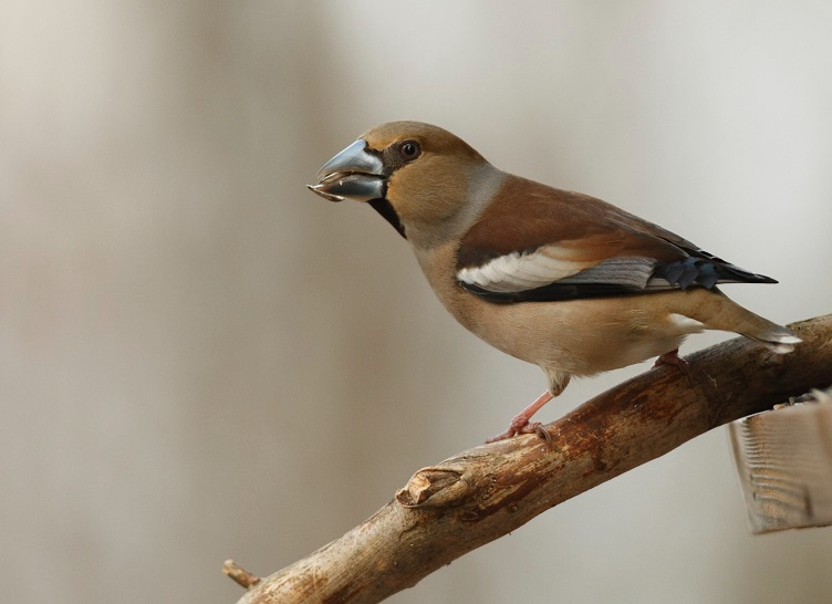 Grosbec casse-noyaux-Vincent rasson-2