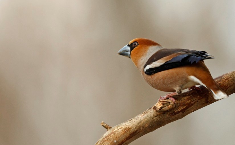 Fiche 93 :  Le Grosbec&nbsp;casse-noyaux