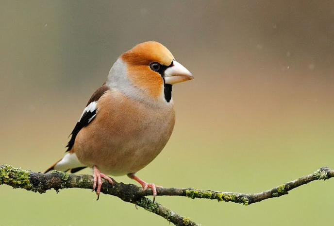 Situation du Grosbec casse-noyaux en Brabant wallon  