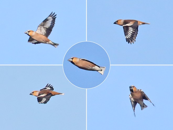 multiple René van Rossum