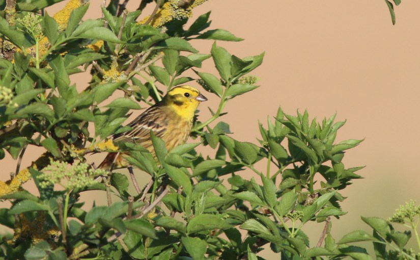 Promenons-nous … dans les campagnes de&nbsp;Villeroux