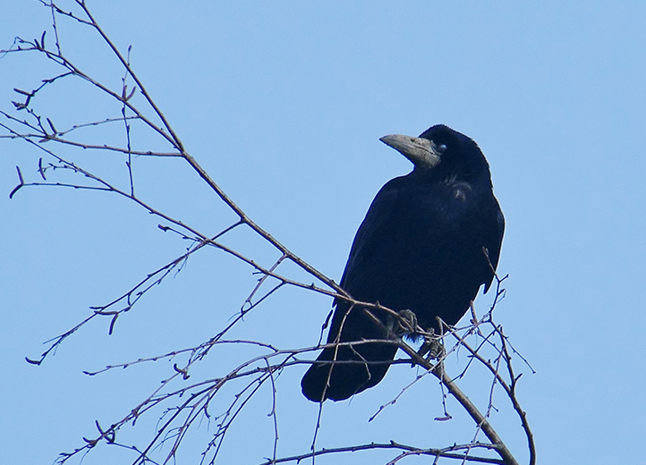 Corbeau_freux_Genneville_22022015Hervé Paques