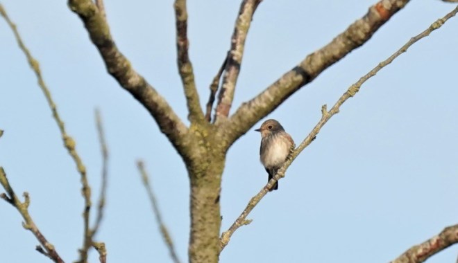 Gobemouche gris - Pascal Deruyver - Loupoigne 2