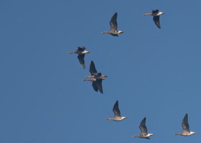 Oies rieuses en vol Néthen 19.10.2022 Luc Claes copie
