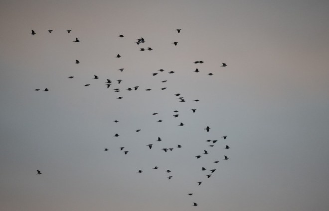 Pigeons ramiers en vol Genappe 22.10.2022 Dimitri Crickillon