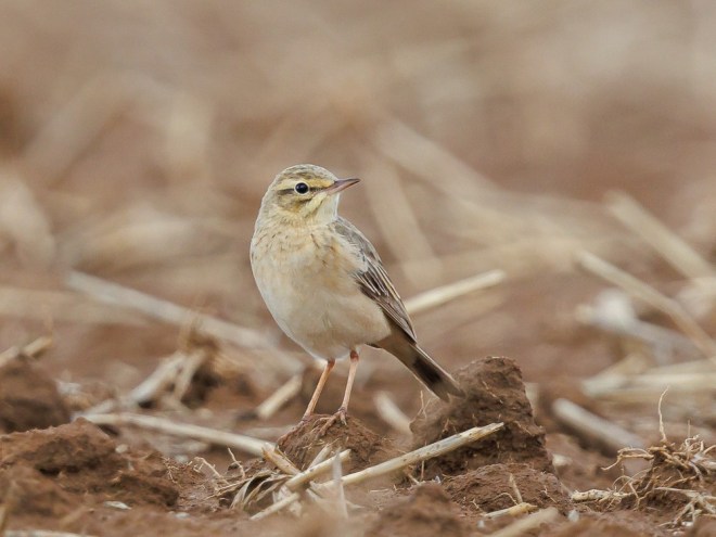 Pipit rousseline - Victor Claes - Noduwez