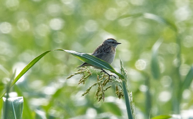 A vos jumelles : le 9 octobre&nbsp;2022