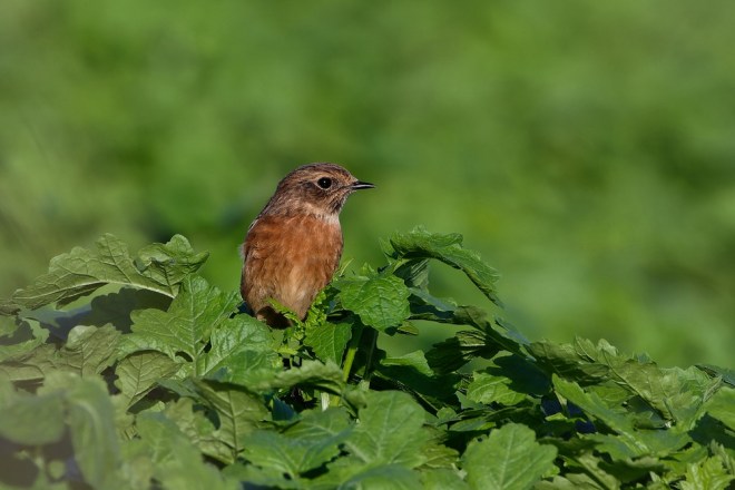 Tarier pâtre Nil-Saint-Vincent-Saint-Martin 21.10.2022 Romain Louviaux