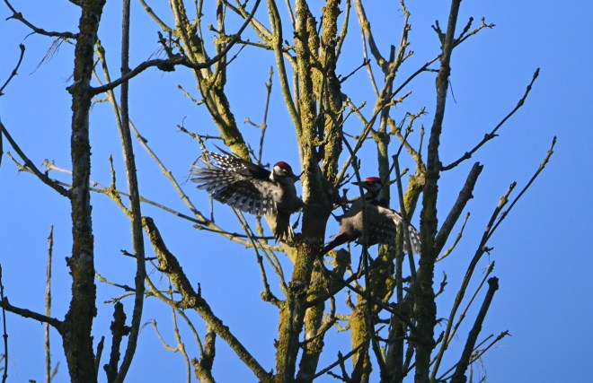 Pics épeiches - Jérémie Van Brussel - Walhain