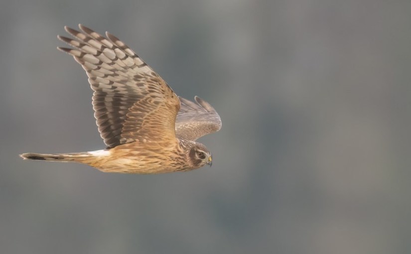 A vos jumelles : le 20 décembre&nbsp;2022