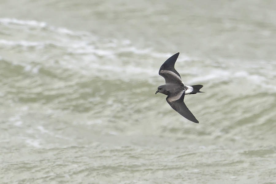 Océanite culblanc Nieuwpoort-Ijzermonding 16.09.2022 Filip De Ruwe