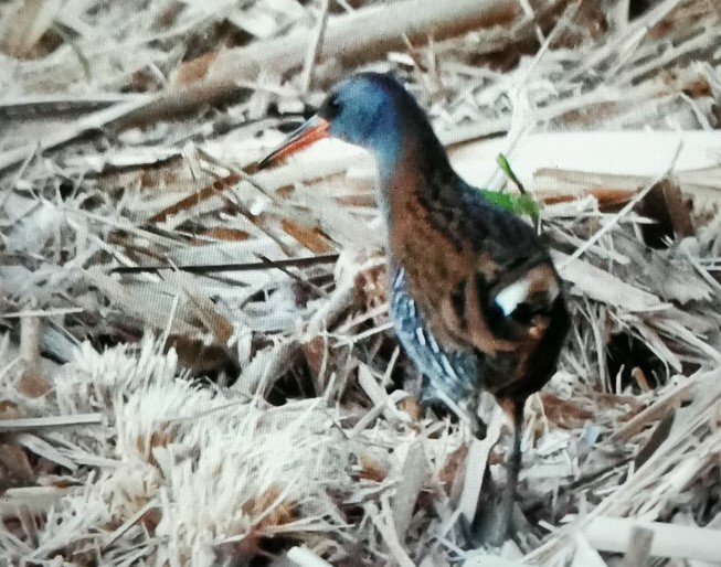 Râle d_eau Wauthier-Braine 13.11.2022 Sacha d_Hoop cadré