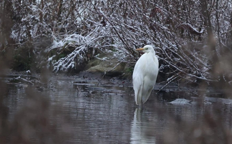 Grande Aigrette - JP Lefin - 2023_01_22 - Gentinnes