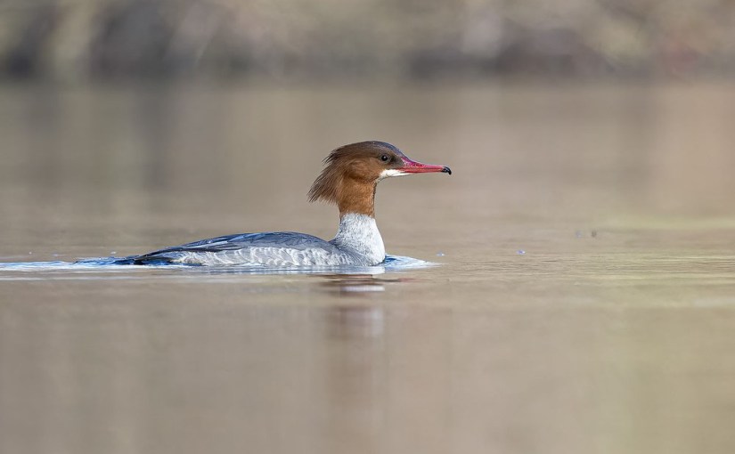 A vos jumelles : le 18 février&nbsp;2023