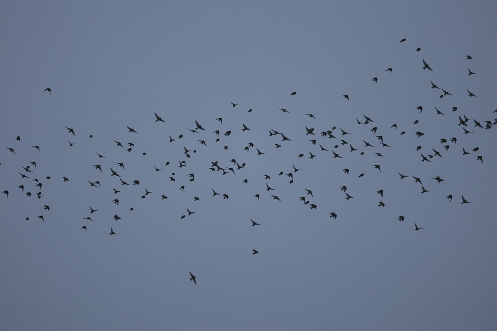 Linottes mélodieuses - JP Lefin - 2023_01_22 - Gentinnes