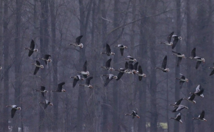 A vos jumelles : le 31 janvier&nbsp;2023