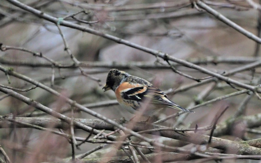 Pinson du Nord - Pol Bughin - 2023_01_24 - Grez-Doiceau