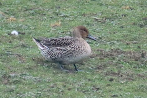 Canard pilet - Bernard Schretter - Rixensart