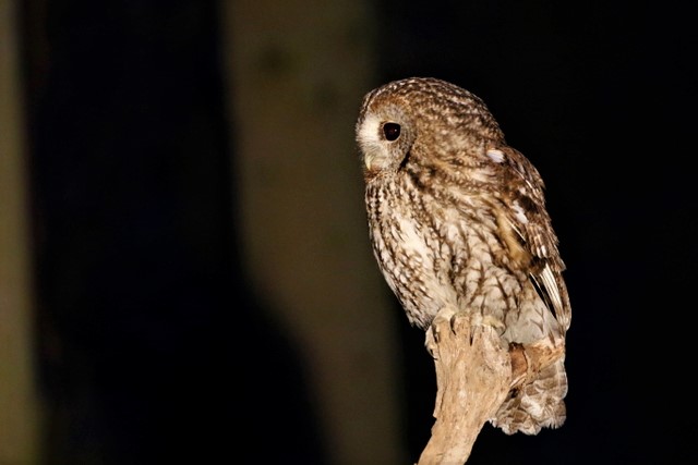 Chouette hulotte-CDaout