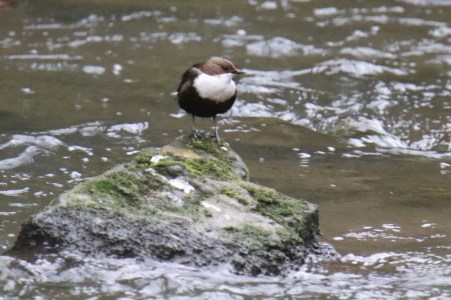 Cincle plongeur - Bernard Schretter - Villers-la-Ville