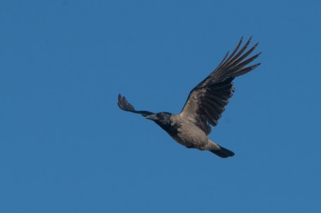 Corneille mantelee - marc fasol