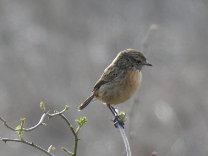 Tarier pâtre - Nicolas Dutoit - Gentinnes