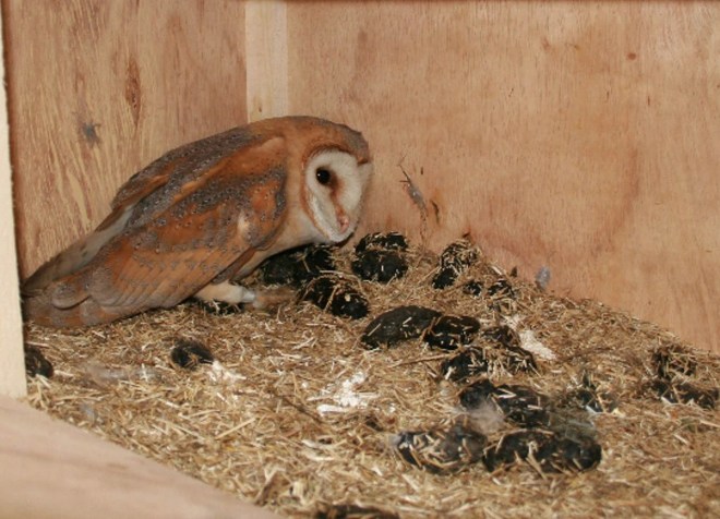 Effraie des clochers-Bruno Marchal