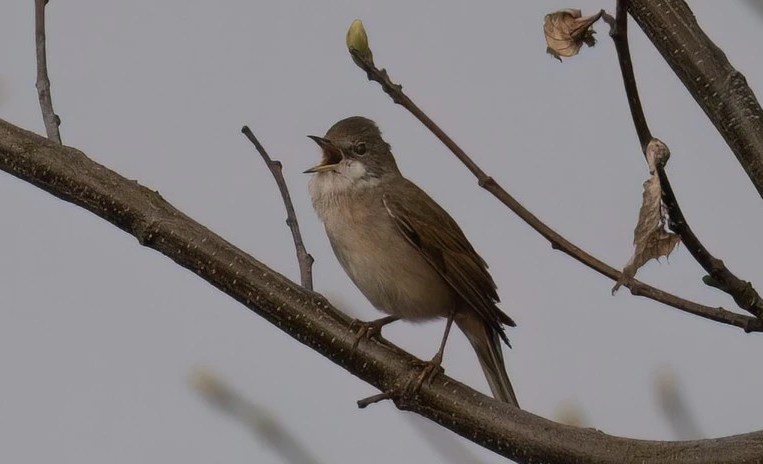 Fauvette grisette - Nethen - 22.03.2023 - Luc Claes