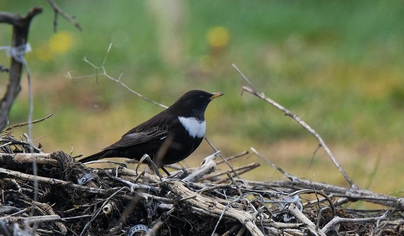 Merle à plastron Corbais 13.04.2023 Romain Louviaux