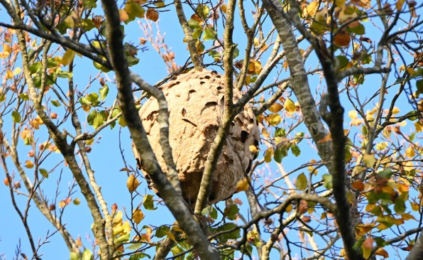 Nid intact Nil-St-Vincent