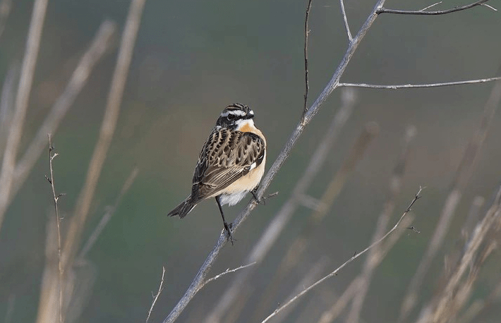 A vos jumelles : le 23 avril&nbsp;2023